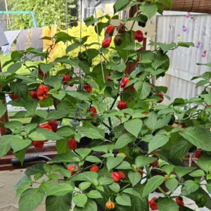 Trinidad Scorpion Chile Pepper Plant - Vegetable Plant 2.5 Inch Pot
