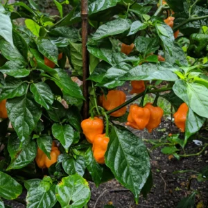 Trinidad Scorpion Chile Pepper Plant - Vegetable Plant 2.5 Inch Pot