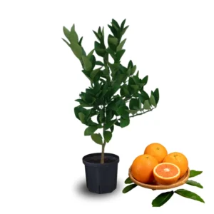 Valencia Orange Trees Live Plants 2-3 Feet Tall 1 Gallon Pot