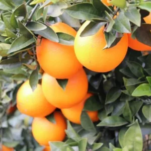 Valencia Orange Trees Live Plants 2-3 Feet Tall 1 Gallon Pot