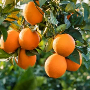 Valencia Orange Trees Live Plants 2-3 Feet Tall 1 Gallon Pot