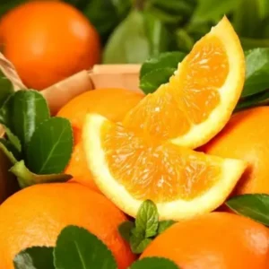 Valencia Orange Trees Live Plants 2-3 Feet Tall 1 Gallon Pot