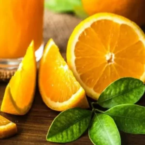 Valencia Orange Trees Live Plants 2-3 Feet Tall 1 Gallon Pot