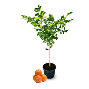Valencia Orange Trees Live Plants 2-3 Ft in 1 Gallon Pot Sweet Fruits