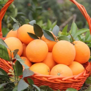 Valencia Orange Trees Live Plants 2-3 Ft in 1 Gallon Pot Sweet Fruits
