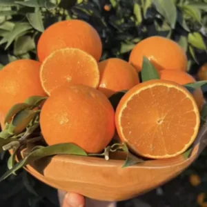 Valencia Orange Trees Live Plants 2-3 Ft in 1 Gallon Pot Sweet Fruits