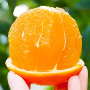 Valencia Orange Trees Live Plants 2-3 Ft in 1 Gallon Pot Sweet Fruits