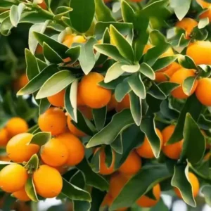 Valencia Orange Trees Live Plants 2-3 Ft in 1 Gallon Pot Sweet Fruits