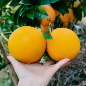 Valencia Orange Trees Live Plants 2-3 Ft in 1 Gallon Pot Sweet Fruits