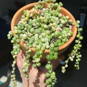 Variegated String of Pearls Plant Trailing Succulent 4 Inch Hanging Pot