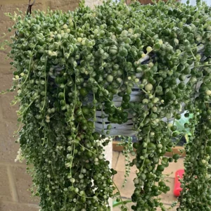 Variegated String of Pearls Plant Trailing Succulent 4 Inch Hanging Pot