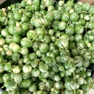 Variegated String of Pearls Plant Trailing Succulent 4 Inch Hanging Pot