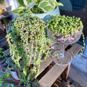 Variegated String of Pearls Plant Trailing Succulent 4 Inch Hanging Pot