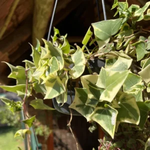 Variegated Wax Ivy Plant - Trailing Houseplant 4 Inch Pot