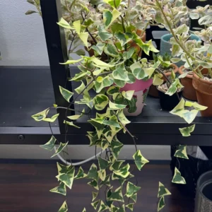 Variegated Wax Ivy Plant - Trailing Houseplant 4 Inch Pot