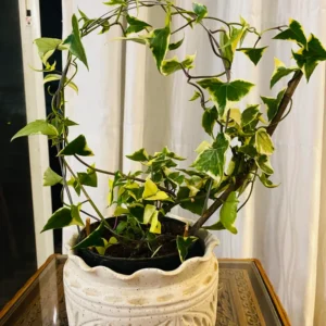 Variegated Wax Ivy Plant - Trailing Houseplant 4 Inch Pot