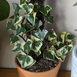 Variegated Wax Ivy Plant - Trailing Houseplant 4 Inch Pot