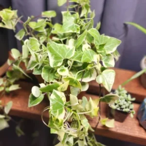 Variegated Wax Ivy Plant - Trailing Houseplant 4 Inch Pot