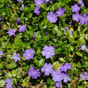 Vinca Plants Live - 2 Creeping Periwinkle Ground Cover Plants 4-6 Inches Tall in 4 Inch Pot