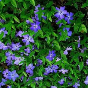 Vinca Plants Live - 2 Creeping Periwinkle Ground Cover Plants 4-6 Inches Tall in 4 Inch Pot