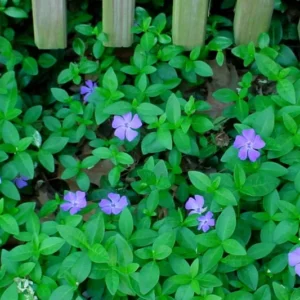 Vinca Plants Live - 2 Creeping Periwinkle Ground Cover Plants 4-6 Inches Tall in 4 Inch Pot