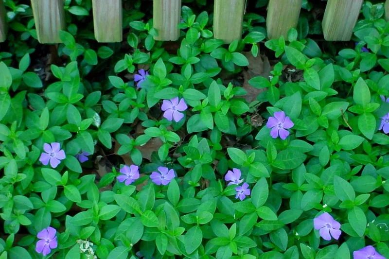 Vinca Plants Live - 2 Creeping Periwinkle Ground Cover Plants 4-6 Inches Tall in 4 Inch Pot