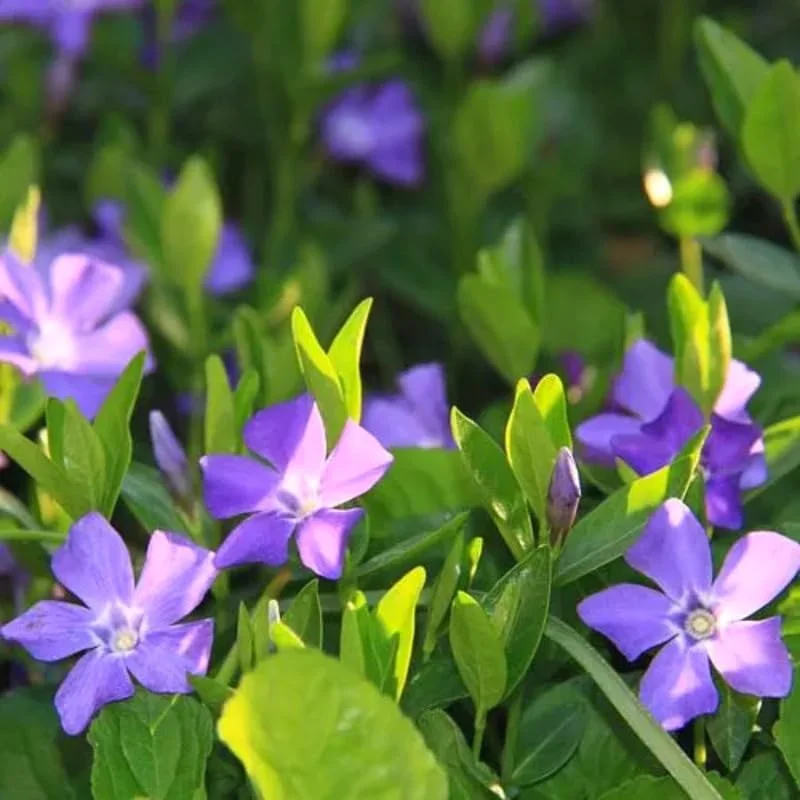 Vinca Plants Live - 2 Creeping Periwinkle Ground Cover Plants 4-6 Inches Tall in 4 Inch Pot
