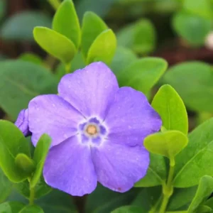Vinca Plants Live - 2 Creeping Periwinkle Ground Cover Plants 4-6 Inches Tall in 4 Inch Pot