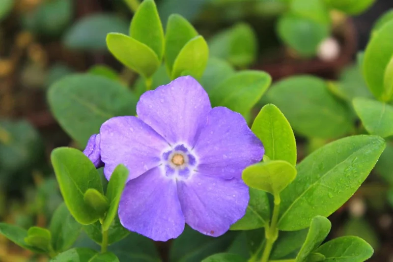Vinca Plants Live - 2 Creeping Periwinkle Ground Cover Plants 4-6 Inches Tall in 4 Inch Pot