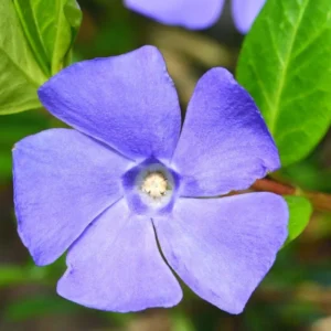 Vinca Plants Live - 2 Creeping Periwinkle Ground Cover Plants 4-6 Inches Tall in 4 Inch Pot