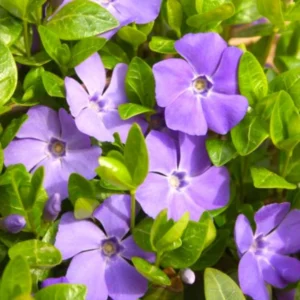 Vinca Plants Live - 4 Purple Creeping Periwinkle Ground Cover Plants in 4 Inch Pots