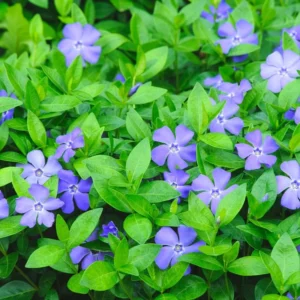 Vinca Plants Live - 4 Purple Creeping Periwinkle Ground Cover Plants in 4 Inch Pots