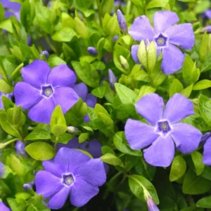 Vinca Plants Live - 4 Purple Creeping Periwinkle Ground Cover Plants in 4 Inch Pots