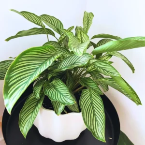 Vittata Peacock Plant - 4 Inch Potted Calathea - Live Indoor Houseplant