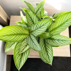 Vittata Peacock Plant - 4 Inch Potted Calathea - Live Indoor Houseplant