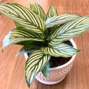Vittata Peacock Plant - 4 Inch Potted Calathea - Live Indoor Houseplant