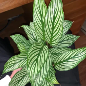 Vittata Peacock Plant - 4 Inch Potted Calathea - Live Indoor Houseplant