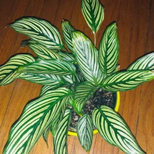 Vittata Peacock Plant - 4 Inch Potted Calathea - Live Indoor Houseplant