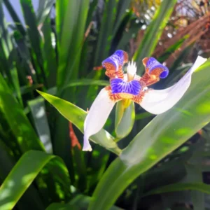 Walking Iris Flower Plants 4-Pack, 5-7 Inches, Purple Iris - No Pot