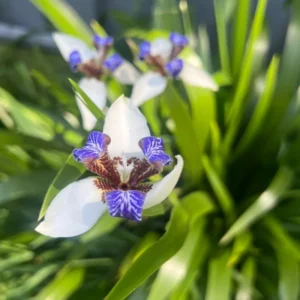 Walking Iris Flower Plants 4-Pack, 5-7 Inches, Purple Iris - No Pot