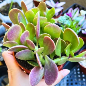 Weeping Jade Plant Trailing Succulent 4 Inch Home Decor No Pot