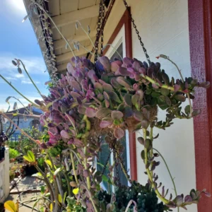 Weeping Jade Plant Trailing Succulent 4 Inch Home Decor No Pot