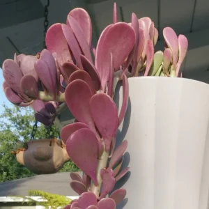 Weeping Jade Plant Trailing Succulent 4 Inch Home Decor No Pot