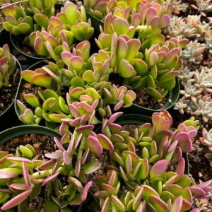 Weeping Jade Plant Trailing Succulent 4 Inch Home Decor No Pot