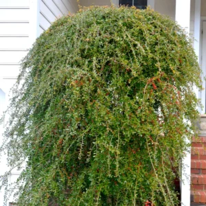 Weeping Yaupon Holly Shrub Live Plant 4-8" Tall Ornamental Landscaping
