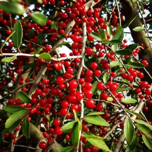 Weeping Yaupon Holly Shrub Live Plant 4-8" Tall Ornamental Landscaping