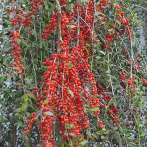 Weeping Yaupon Holly Shrub Live Plant 4-8" Tall Ornamental Landscaping