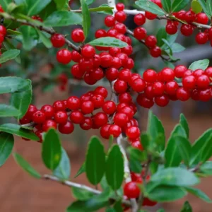 Weeping Yaupon Holly Shrub Live Plant 4-8