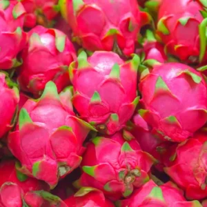 White Dragon Fruit Plant Live - 3 Gallon Pot, Sweet Pitaya