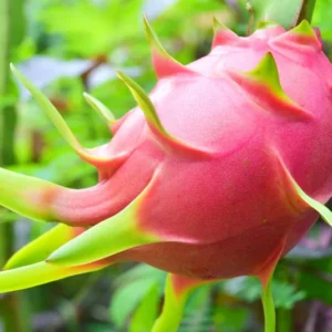 White Dragon Fruit Plant Live - 3 Gallon Pot, Sweet Pitaya